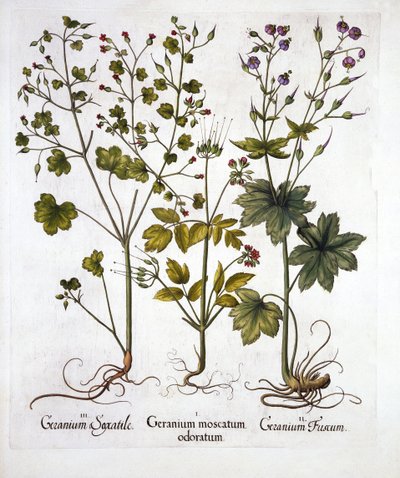 Hardy Geraniums, from Hortus Eystettensis by German School